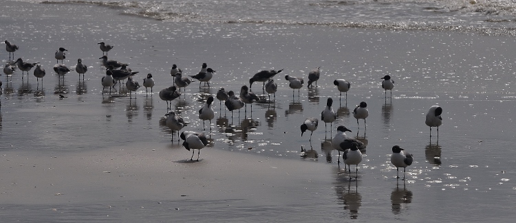 seagulls on shore